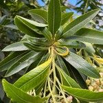 Arbutus canariensis Leaf