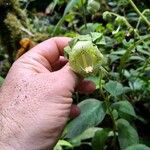 Kohleria tigridia Leaf