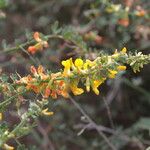 Acmispon dendroideus Çiçek