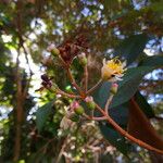 Miconia mirabilis പുഷ്പം