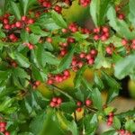 Ilex decidua Плод