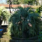 Butia yatay Hoja