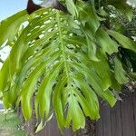 Monstera deliciosa Leaf