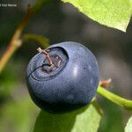 Vaccinium membranaceum Frutto