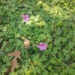 Oxalis debilisКвітка