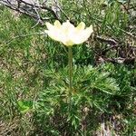 Pulsatilla alpina Folha