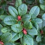 Rhododendron aureum Hoja