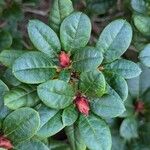 Rhododendron aureum Leaf