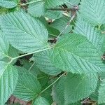 Rhodotypos scandens Leaf