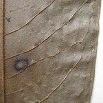 Guatteria richardii Otro