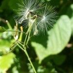 Lactuca muralis Fruit