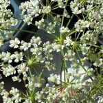 Sium latifolium Flower