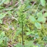 Botrychium dissectum Leaf