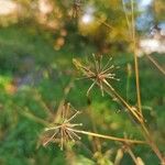 Bidens subalternans Vrucht