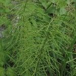 Equisetum pratense برگ