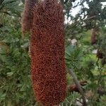 Banksia praemorsa Fruit