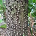 Ceiba speciosaRusca