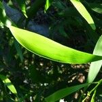 Acacia auriculiformis Blad