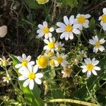 Anthemis cotula Blüte