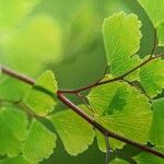 Adiantum raddianum Leaf