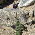 Salvia columbariae Habitus