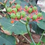 Jatropha podagrica फूल