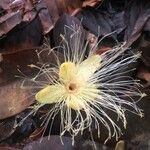 Caryocar villosum फूल
