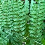 Dryopteris carthusiana Hoja