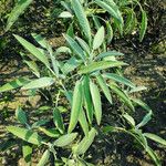 Salvia officinalis Leaf