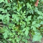 Dahlia merckii Leaf