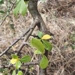 Commiphora madagascariensis 葉