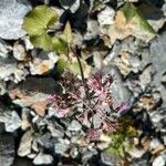 Adenostyles alpina Fula