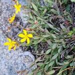 Hypericum australe Flower