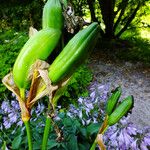 Iris laevigata Frukt