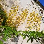 Caesalpinia decapetala Habitus