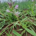 Cleome monophylla Frugt