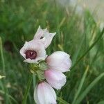 Allium narcissiflorum Квітка