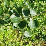 Betula nana Leaf