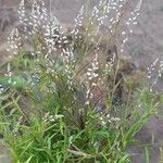 Polygala paniculata Blatt