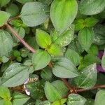 Dissotis rotundifolia Лист
