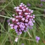 Verbena bonariensisফুল