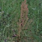 Rumex crispus Хабит