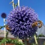 Echinops bannaticus പുഷ്പം