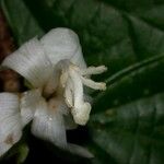 Quararibea bracteolosa Flor
