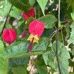 Abutilon megapotamicumFlors