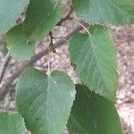 Tilia miqueliana Leaf