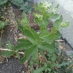 Lepidium draba Habit