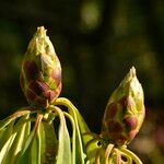 Rhododendron × geraldii Other