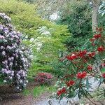 Rhododendron neriiflorum Hábito