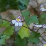 Cymbalaria muralisFlor